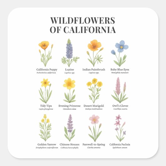Wildflowers van Californië - Botanische Waterverf  Vierkante Sticker (Voorkant)