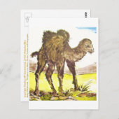 Wildkamel, Wild Camel * Tierkunst * Animal-ARTcard Briefkaart (Voorkant / Achterkant)