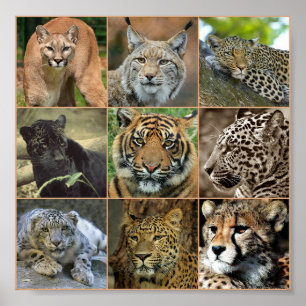 Wildkatten Poster