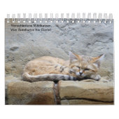 Wildkatzen. Kalender (Hoes)