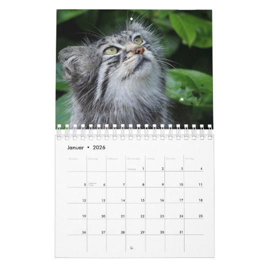 Wildkatzen. Kalender (Jan 2026)