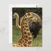 Wildleven Foto van Giraffe en struisvogel Briefkaart (Voorkant / Achterkant)