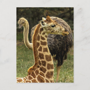 Wildleven Foto van Giraffe en struisvogel Briefkaart
