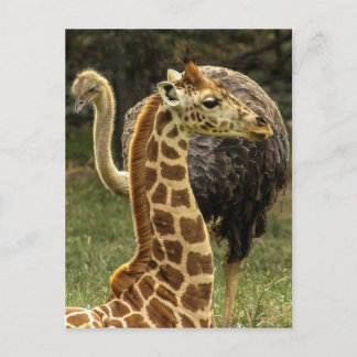 Wildleven Foto van Giraffe en struisvogel Briefkaart