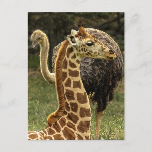 Wildleven Foto van Giraffe en struisvogel Briefkaart (Voorkant)