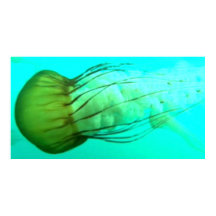 Wildlife 114 Zee Nettle poster