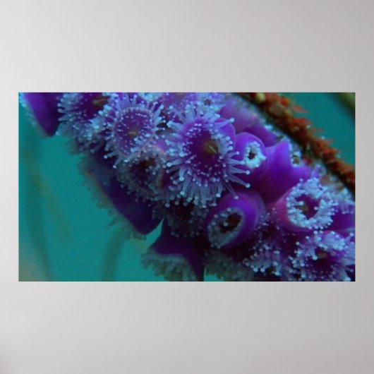 Wildlife 12 Zee urchine CU poster (Voorkant)