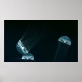 Wildlife 133 poster (Voorkant)