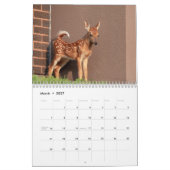 Wildlife 2026 kalender (Mar 2027)