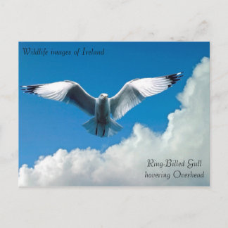 Wildlife afbeeldingen voor briefkaart