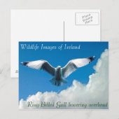 Wildlife afbeeldingen voor briefkaart (Voorkant / Achterkant)