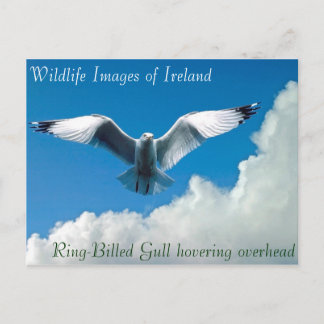 Wildlife afbeeldingen voor briefkaart