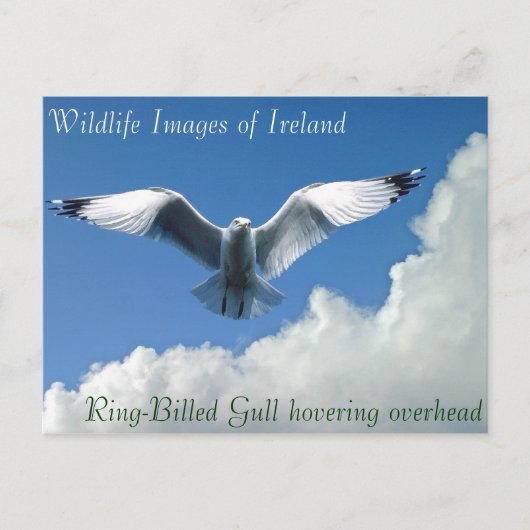 Wildlife afbeeldingen voor briefkaart (Voorkant)
