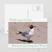 Wildlife afbeeldingen voor briefkaart (Voorkant / Achterkant)