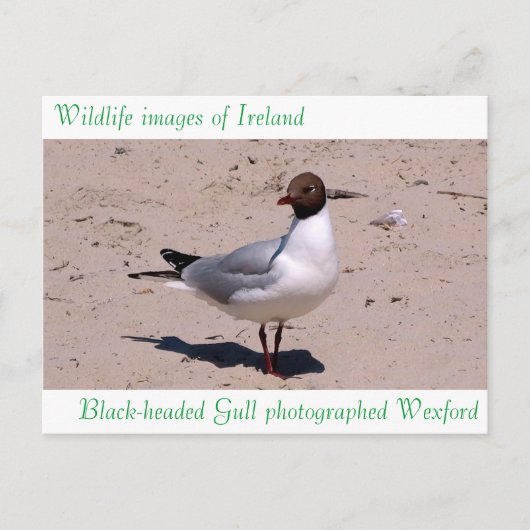 Wildlife afbeeldingen voor briefkaart (Voorkant)