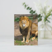 Wildlife African Lion Sitting Foto Briefkaart (Staand voorkant)