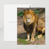 Wildlife African Lion Sitting Foto Briefkaart (Voorkant / Achterkant)