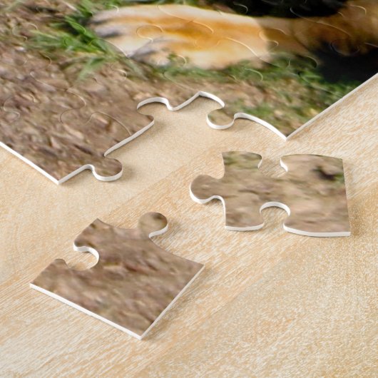 Wildlife African Lion Sitting Foto Legpuzzel (Zijkant)