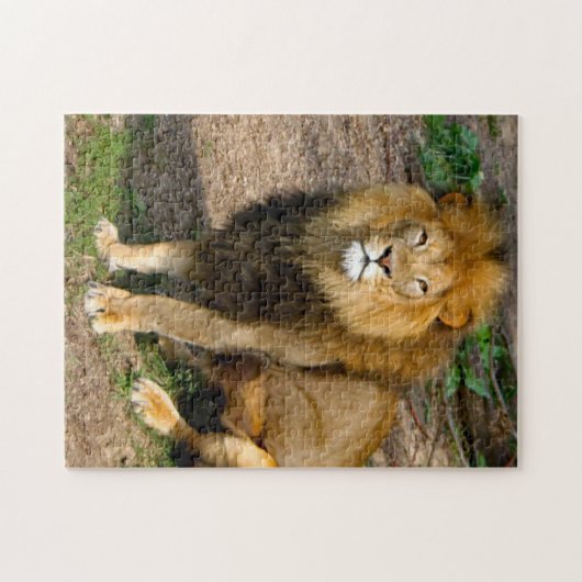 Wildlife African Lion Sitting Foto Legpuzzel (Horizontaal)
