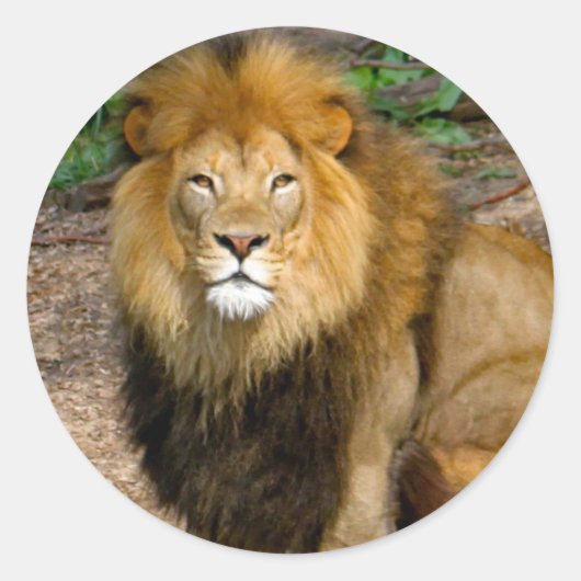 Wildlife African Lion Sitting Foto Ronde Sticker (Voorkant)