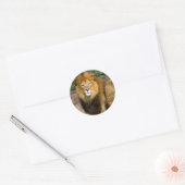 Wildlife African Lion Sitting Foto Ronde Sticker (Envelop)