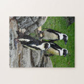 Wildlife African Penguin Foto Legpuzzel (Horizontaal)
