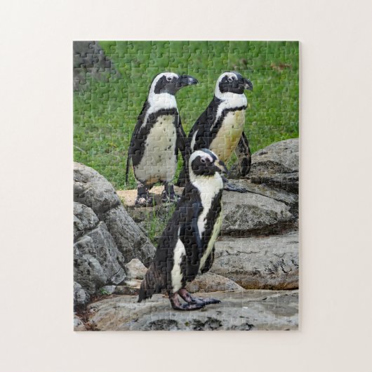 Wildlife African Penguin Foto Legpuzzel (Verticaal)