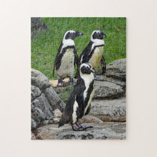 Wildlife African Penguin Photo Legpuzzel