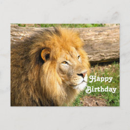 Wildlife Afrikaanse Leeuw Foto Verjaardag Briefkaart