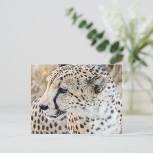 Wildlife Animal Cheetah Face Briefkaart (Staand voorkant)