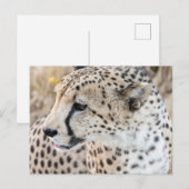 Wildlife Animal Cheetah Face Briefkaart (Voorkant / Achterkant)