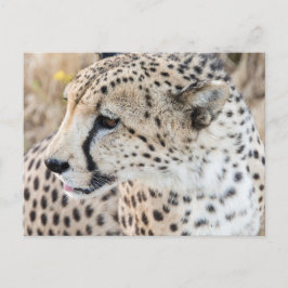 Wildlife Animal Cheetah Face Briefkaart