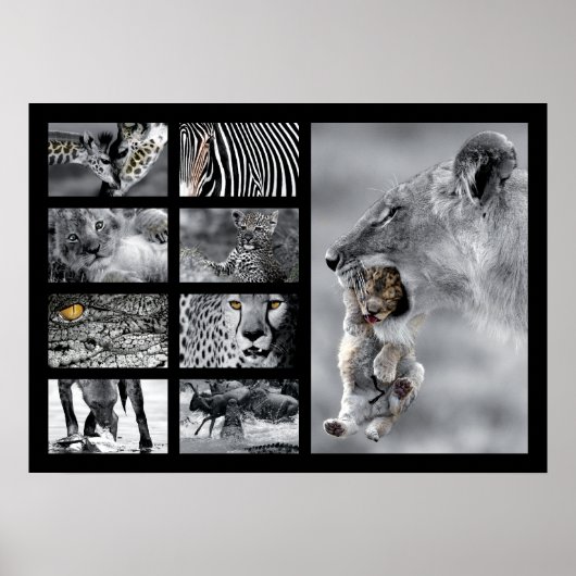 Wildlife Animals Poster (Voorkant)