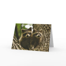 Wildlife - Baby Raccoons Foto