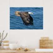 Wildlife Bald Eagle Foto Poster (Keuken)
