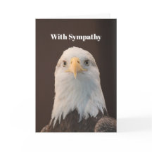 Wildlife Bald Eagle Portret Foto Sympathie