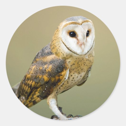 Wildlife Barn Owl Foto Ronde Sticker (Voorkant)