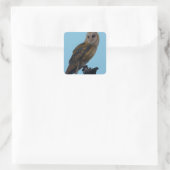 Wildlife Barn Owl Foto Vierkante Sticker (Tas)