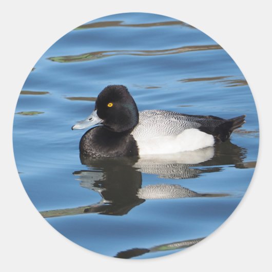 Wildlife Black en White Duck Scaup Foto Ronde Sticker (Voorkant)