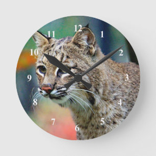 Wildlife Bobcat-foto Ronde Klok
