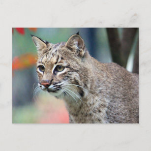 Wildlife Bobcat Photo Briefkaart