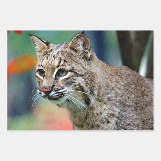 Wildlife Bobcat Photo Inpakpapier Vel (Voorkant 2)