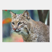 Wildlife Bobcat Photo Inpakpapier Vel (Voorkant)