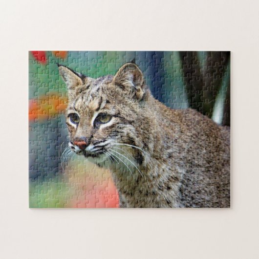 Wildlife Bobcat Photo Legpuzzel (Horizontaal)