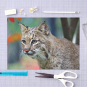 Wildlife Bobcat Photo Tissuepapier (Craft)