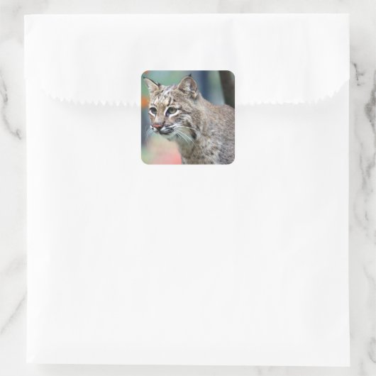 Wildlife Bobcat Photo Vierkante Sticker (Tas)