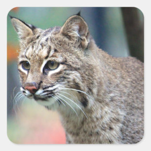 Wildlife Bobcat Photo Vierkante Sticker