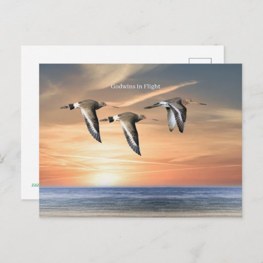 Wildlife Briefkaart (Voorkant / Achterkant)