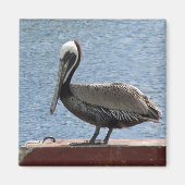 Wildlife Brown Pelican Water Foto Magneet (Voorkant)