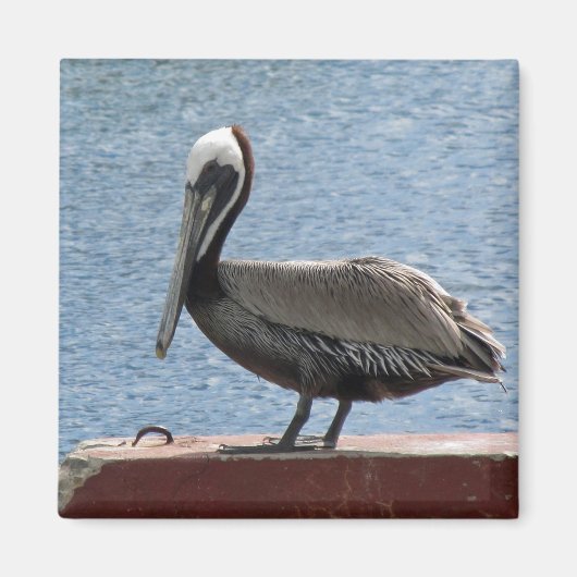 Wildlife Brown Pelican Water Foto Magneet (Voorkant)
